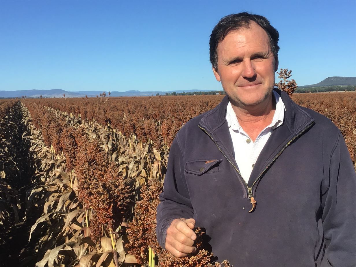 Man standing in a dry field of brown crops under a clear blue sky, holding a plant sample