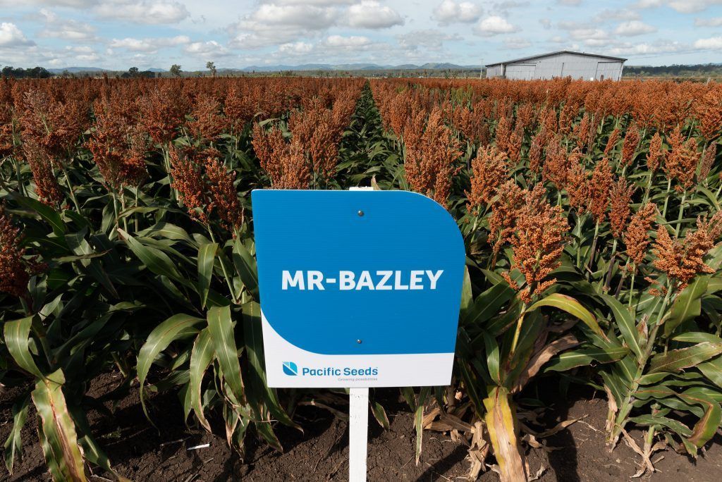 Blue sign labeled “MR-BAZLEY” in a field of tall reddish crops under a cloudy sky