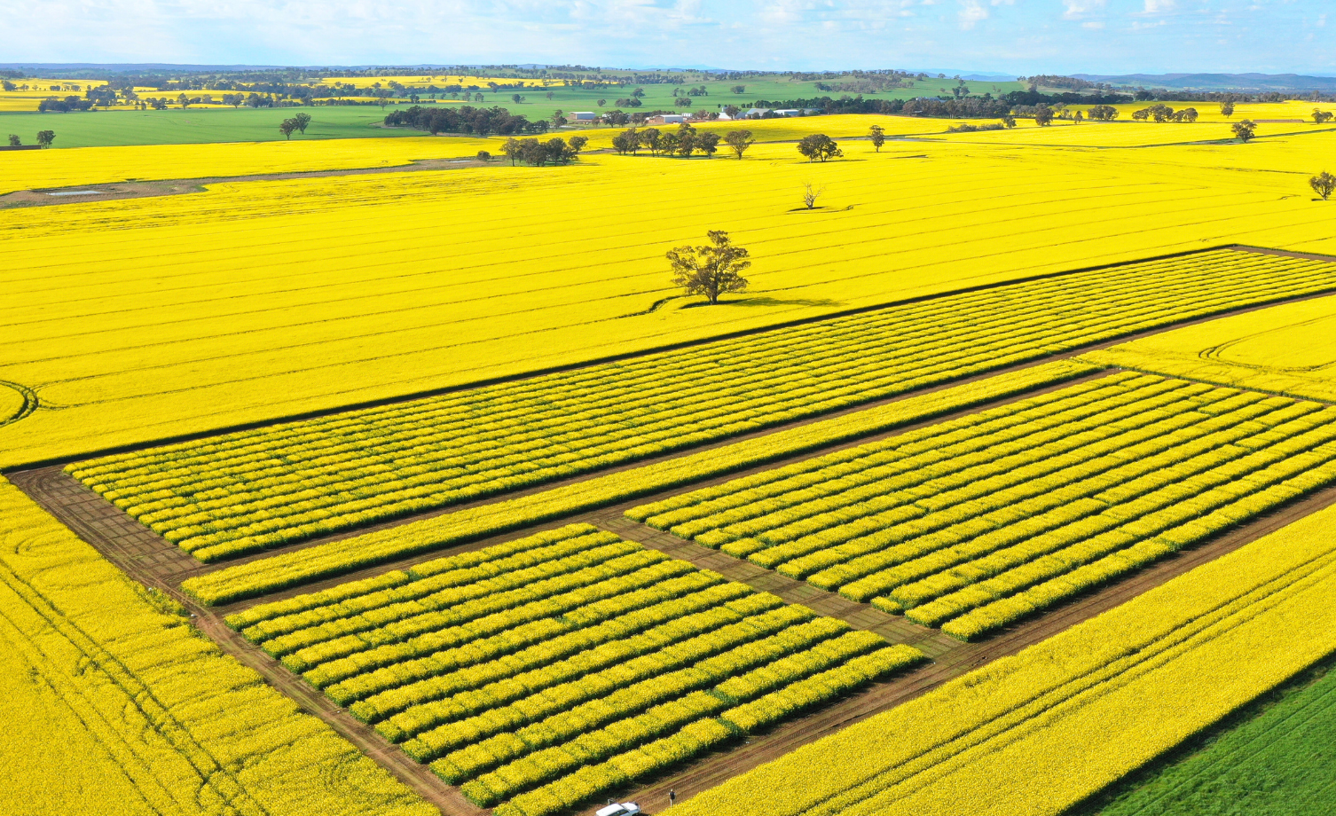 Bright yellow flowering fields with green farm plots stretching to the horizon under a blue sky