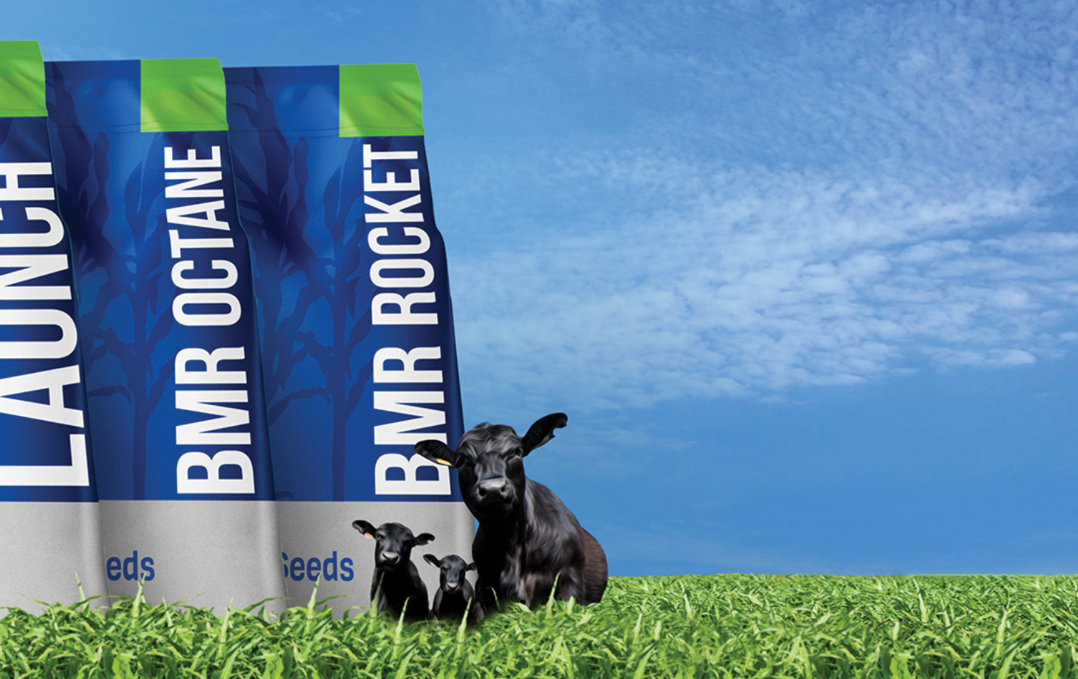 BMR Rocket launch banners beside two dogs in grass under a blue sky