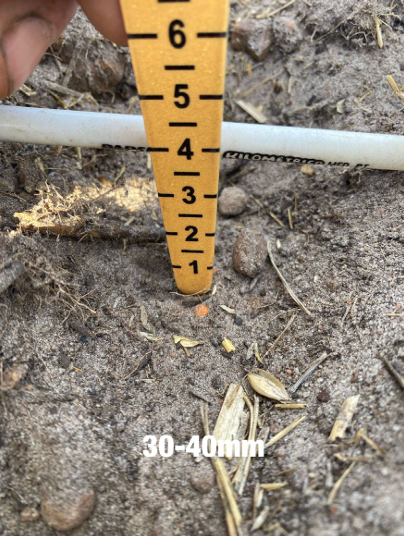 Yellow measuring scale in soil next to white pipe, labeled 30–40 mm.