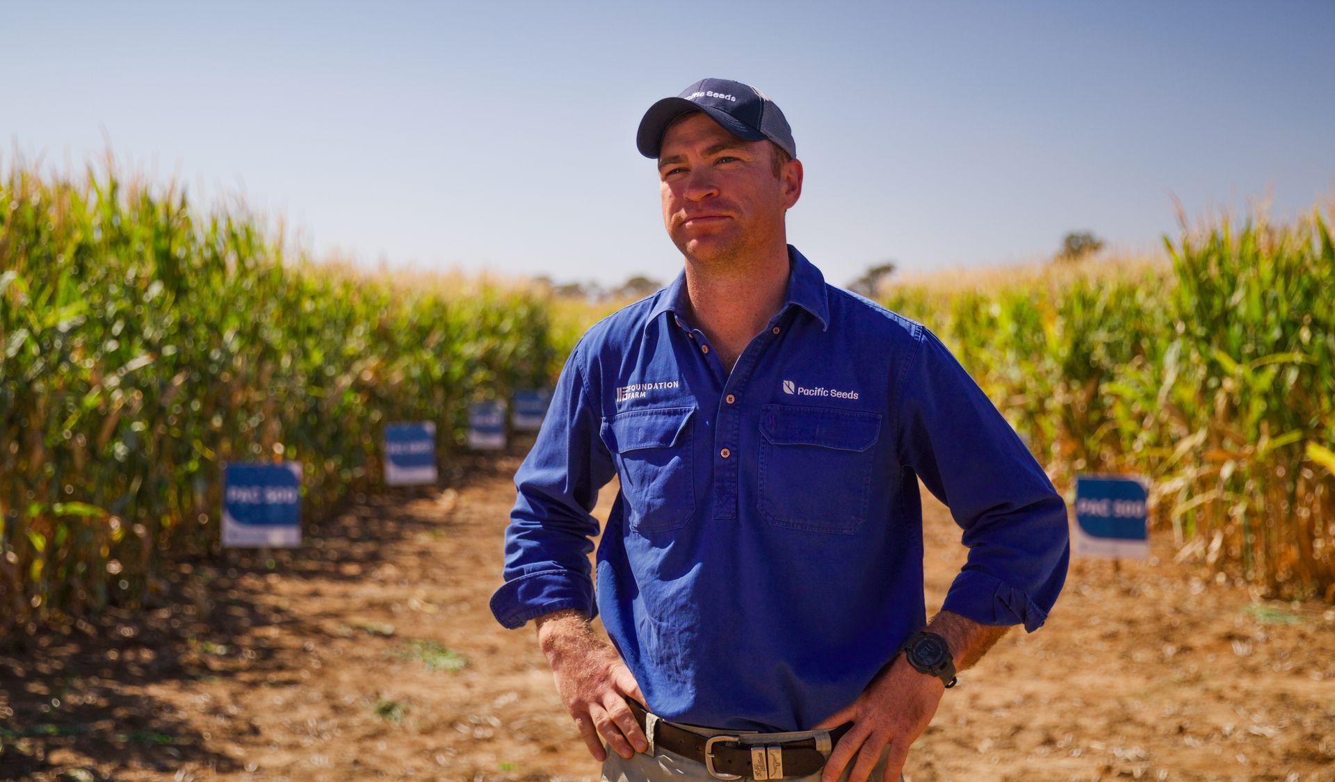 Agronomist standing in a cornfield beside crop research plots under bright sunlight