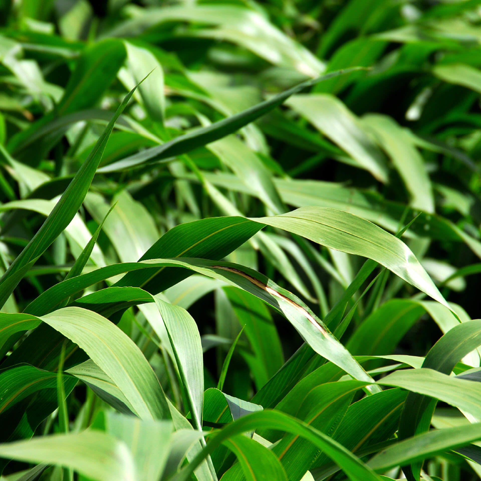 Close-up of lush green leaves with sunlight highlighting their glossy texture