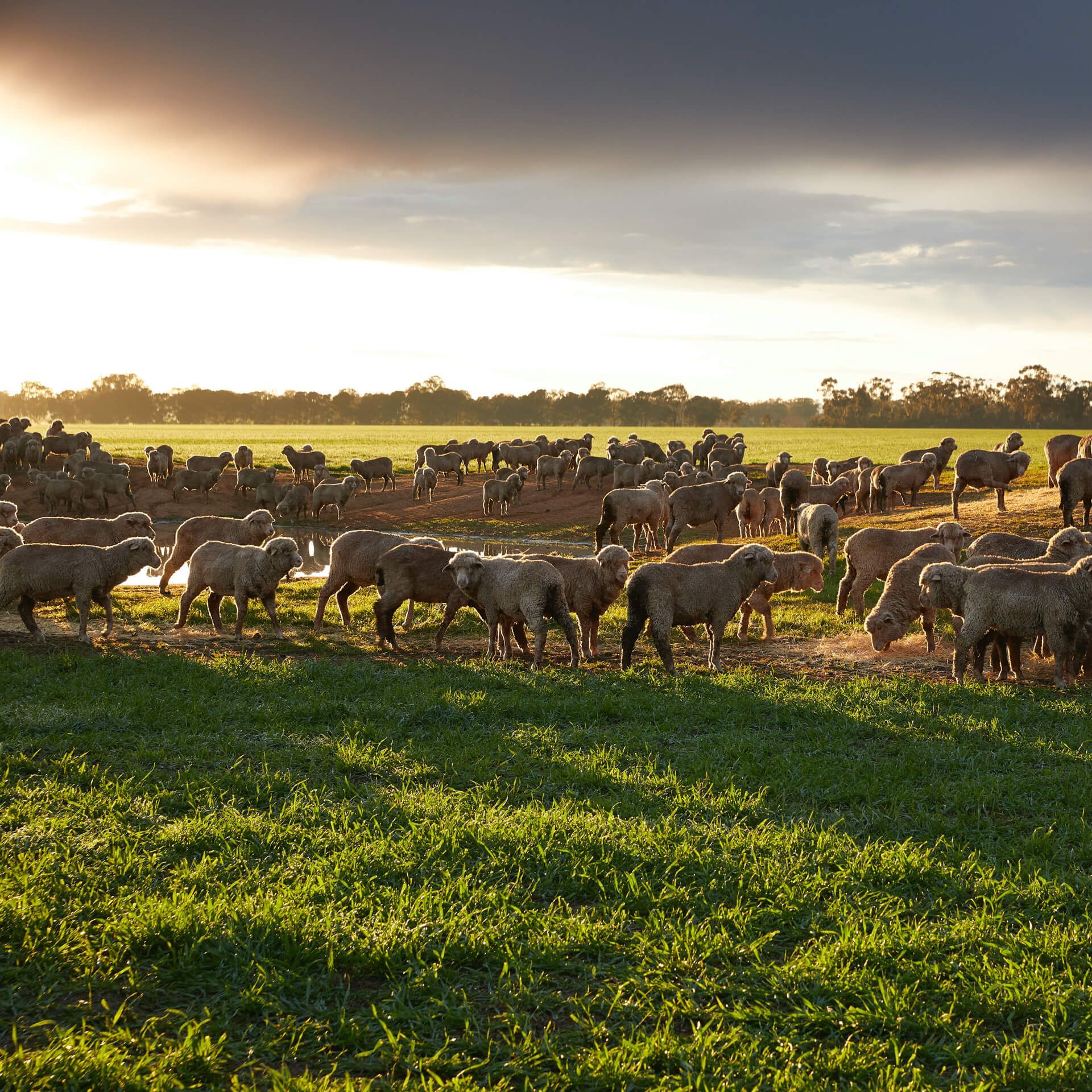 Herd of cows grazing on a green field at sunset under a cloudy sky