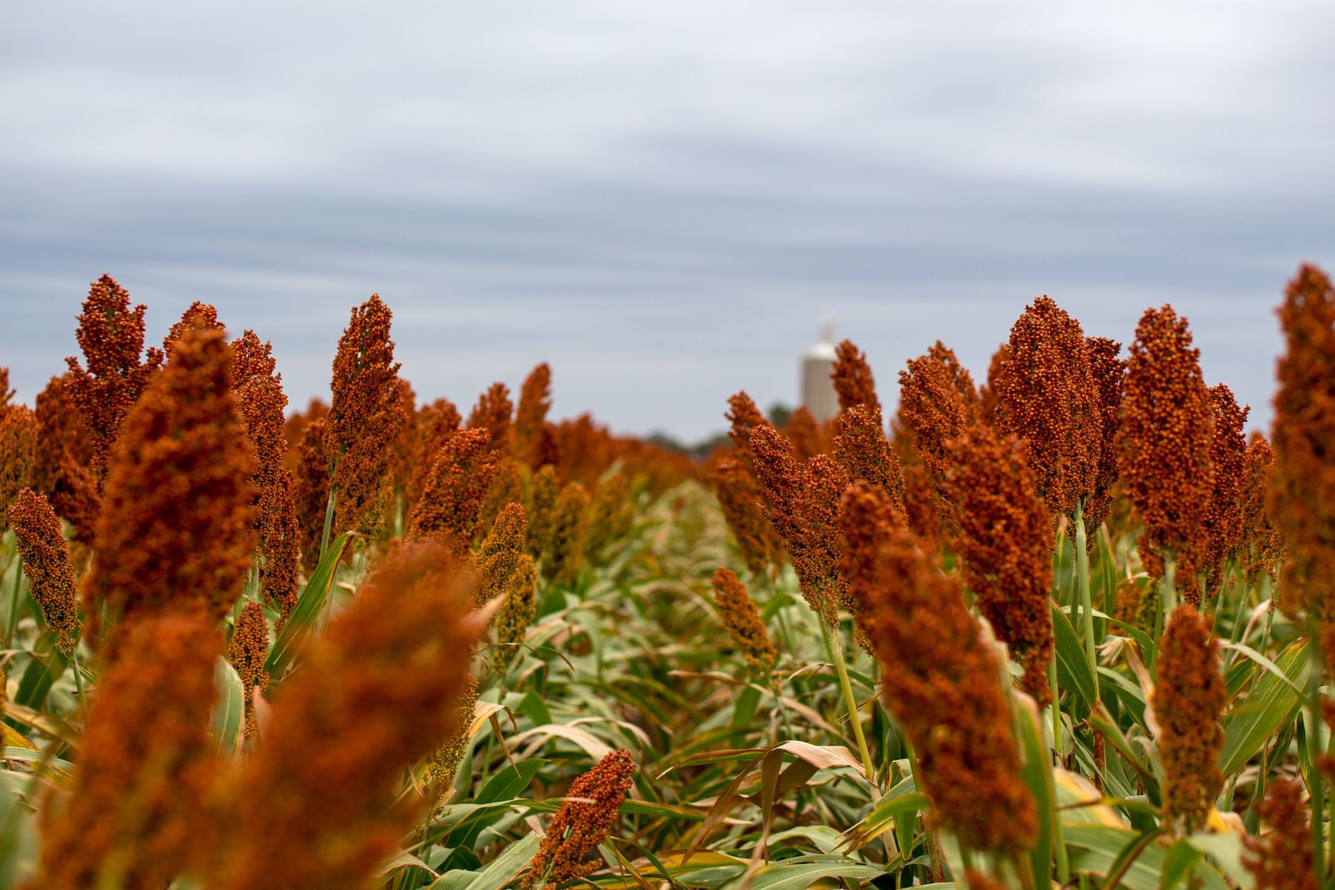 Field of tall reddish grain plants under a cloudy sky