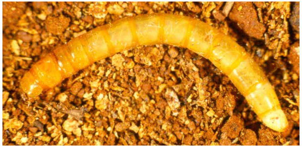 Yellow caterpillar on brown soil, curved in a shallow arc