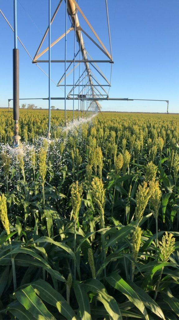 Irrigated crop field with center-pivot sprinklers beneath power lines on a clear blue day