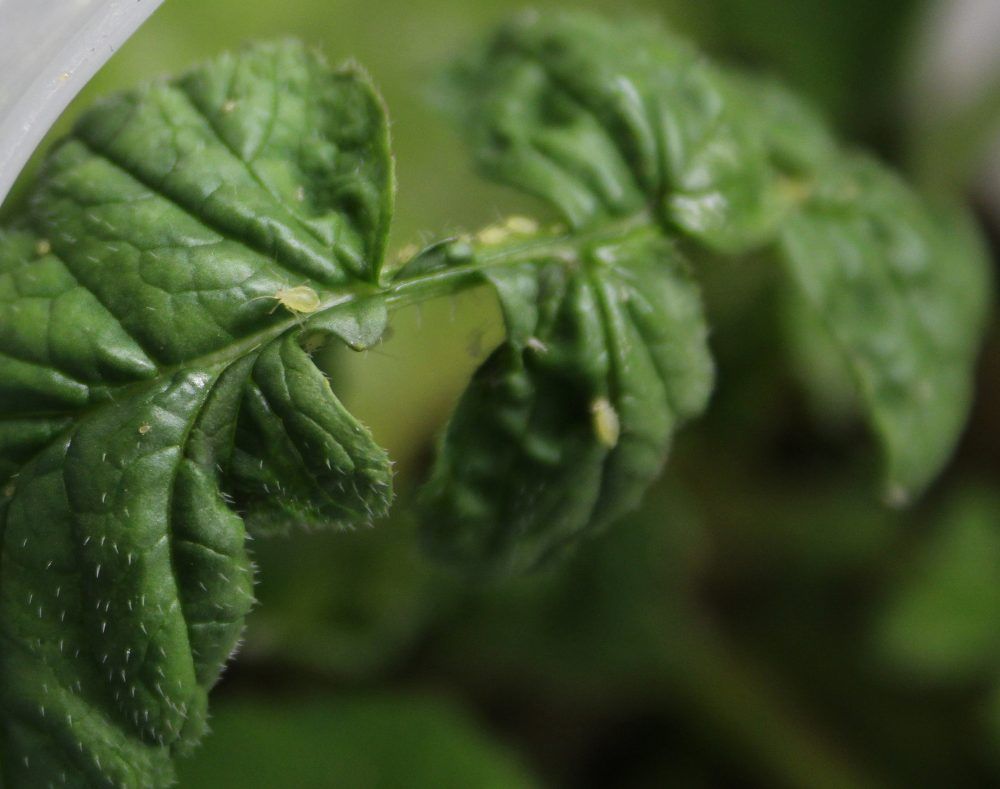 Close-up of green leaves with visible veins and droplets, softly blurred background