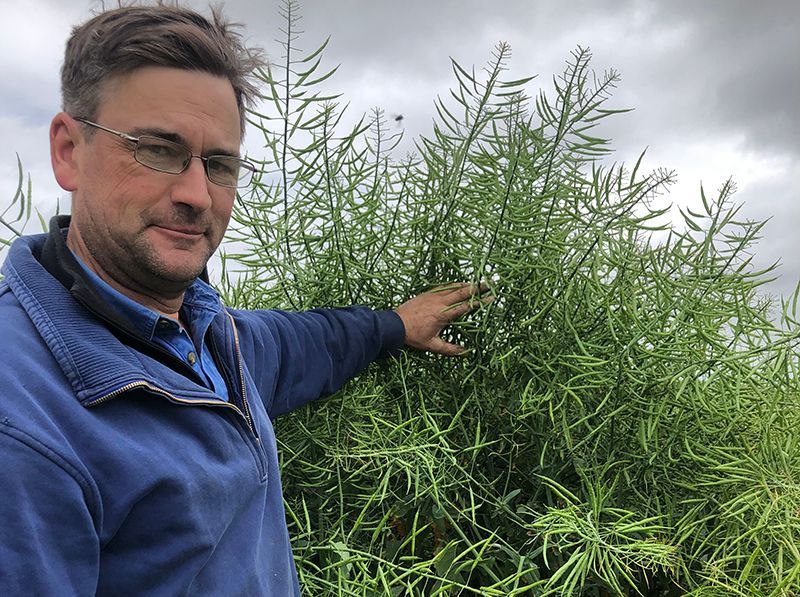 Man standing in a field, touching tall green plants under a cloudy sky.