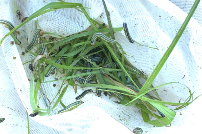 Green grass and a small snake tangled on a white mesh surface