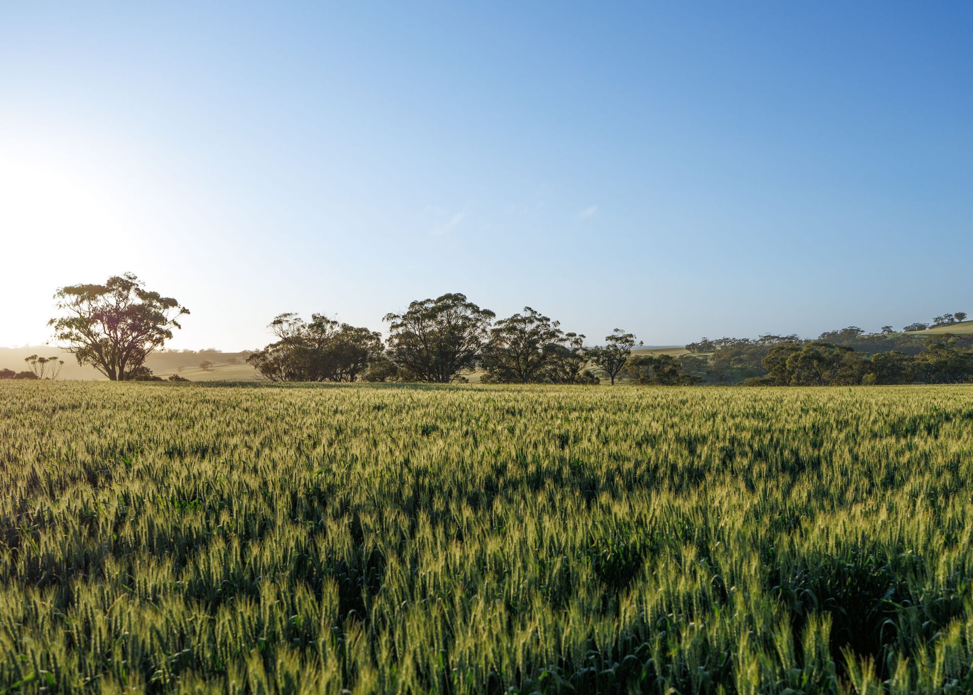 Sunlit green field with trees under a clear blue sky at sunrise
