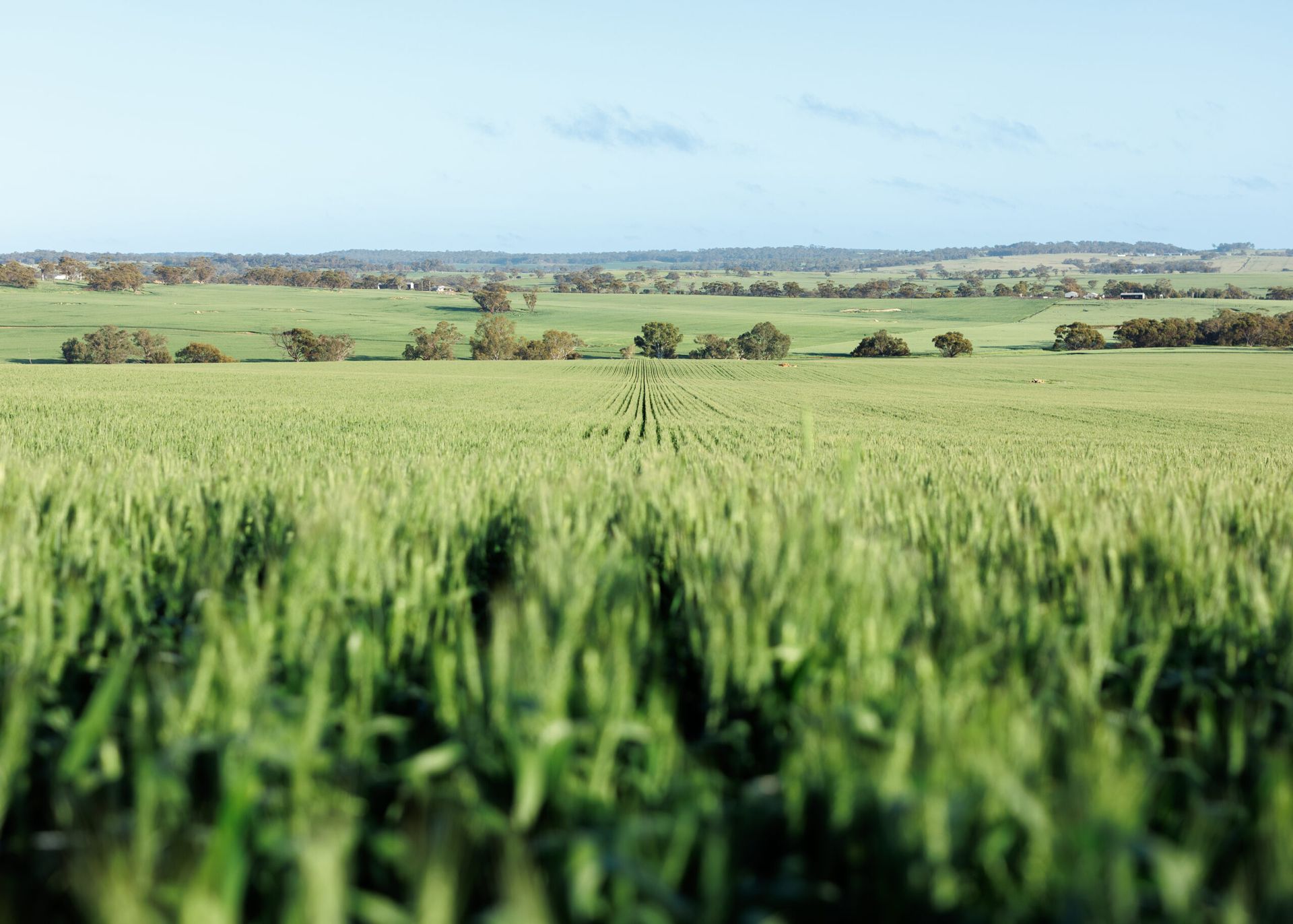 Green crop field stretching to distant rolling hills under a clear blue sky