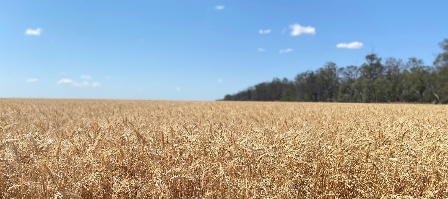 Golden wheat field under a clear blue sky with a tree line in the distance