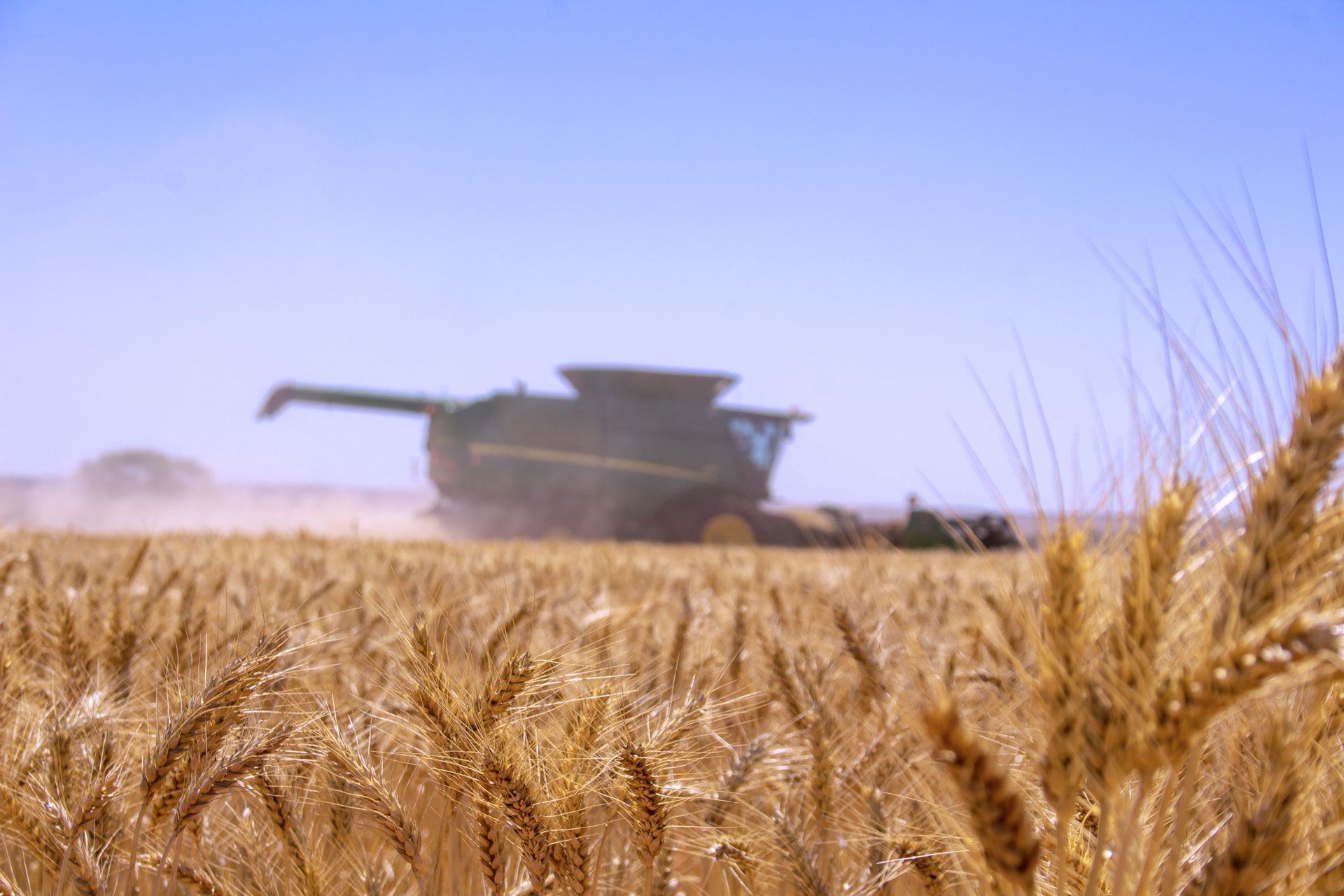 Combine harvesting wheat in a golden field under a clear blue sky