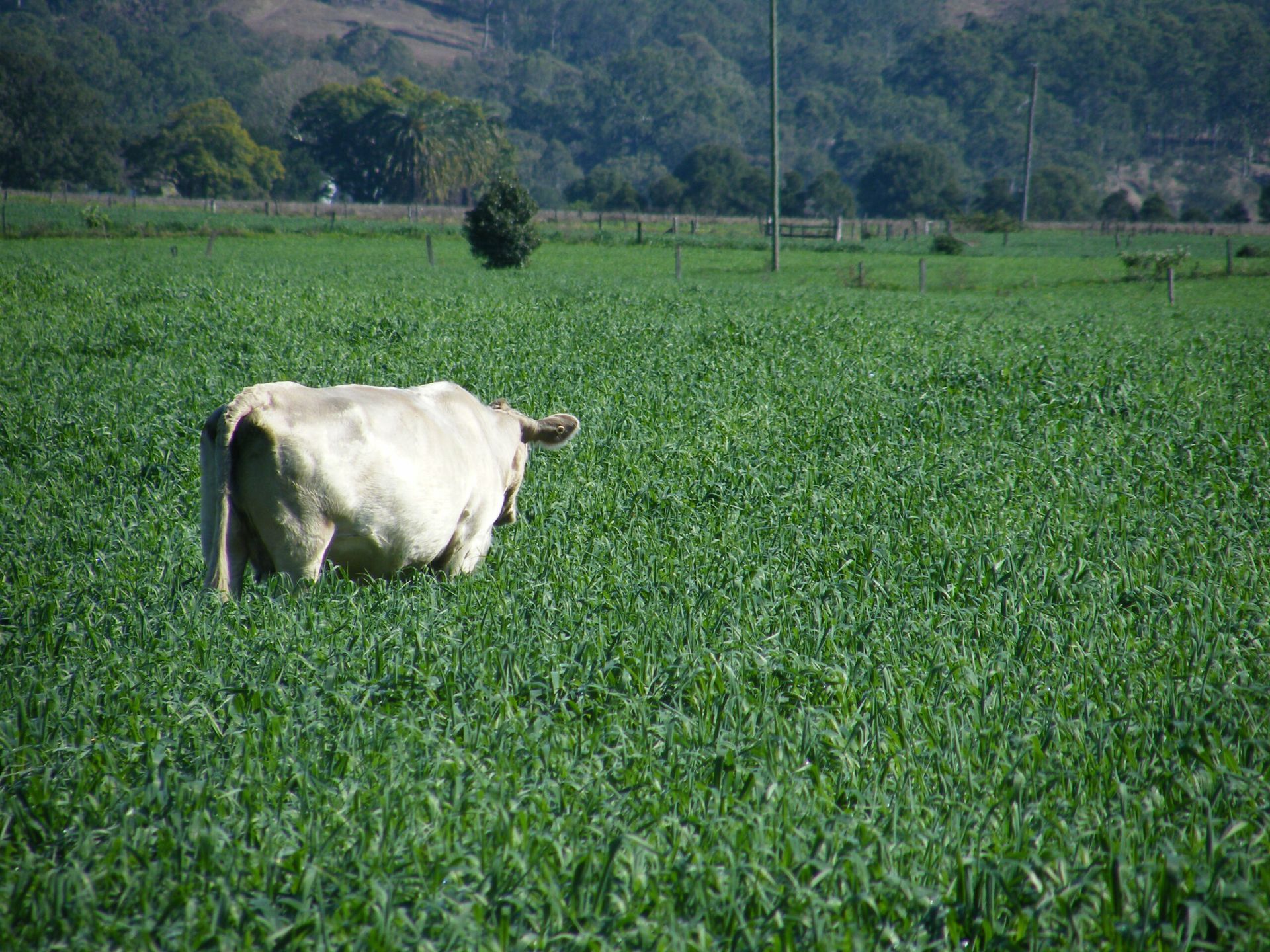 White cow grazing in a lush green field with hills in the background