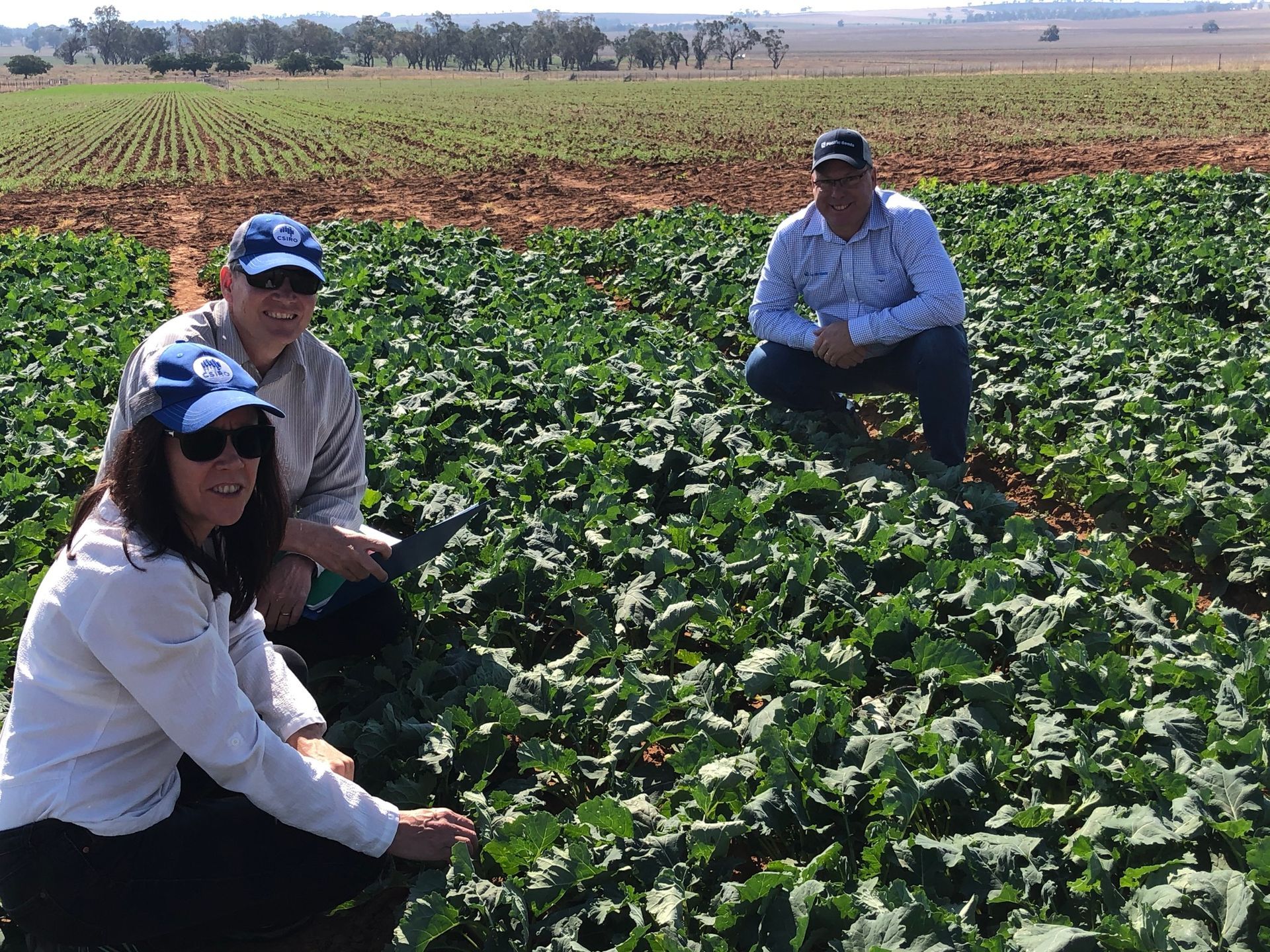 Three people crouch in a green crop field under a bright sky, inspecting plants.