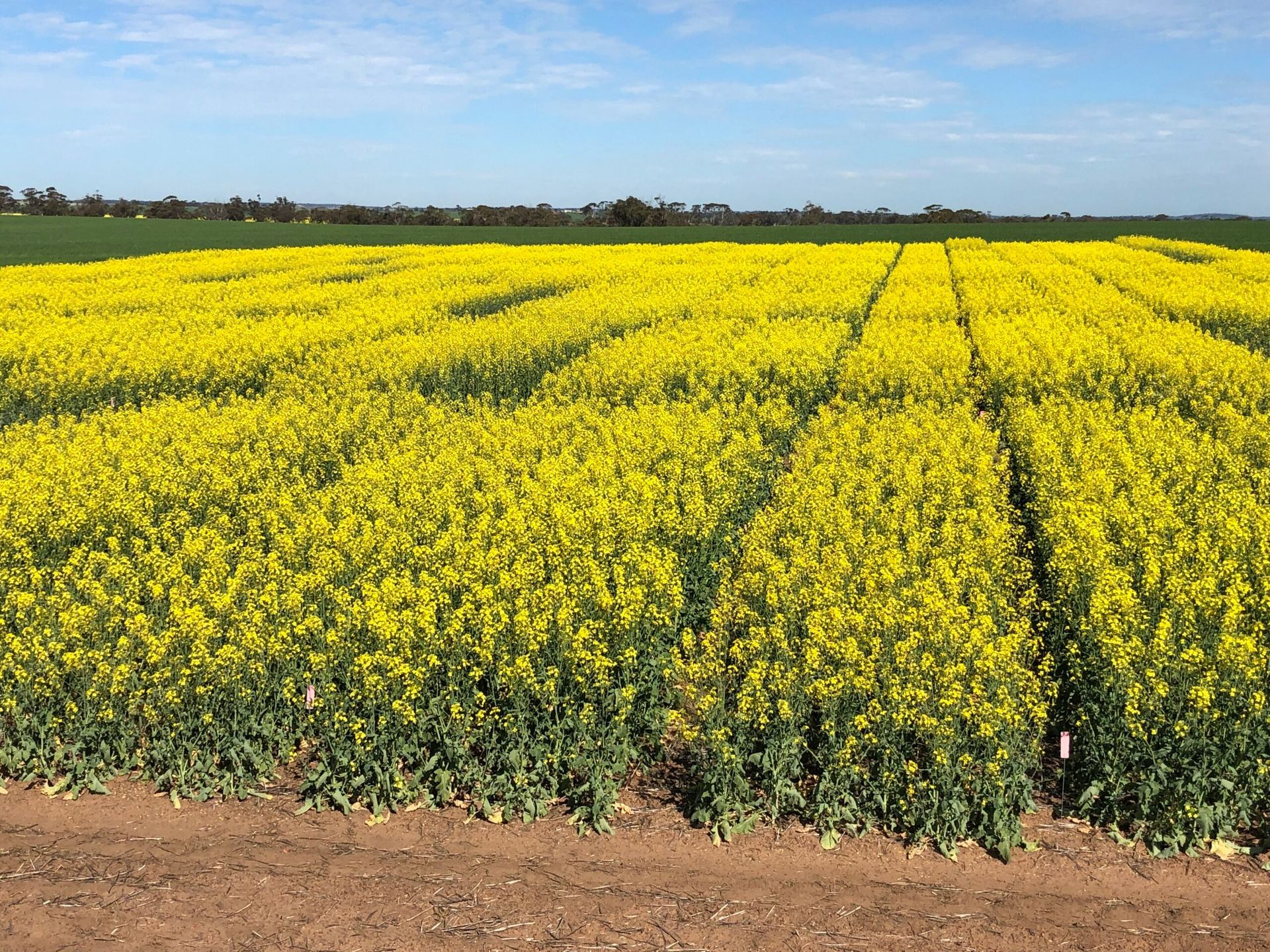 Yellow flowering crop field under a clear blue sky, with rows stretching to the horizon