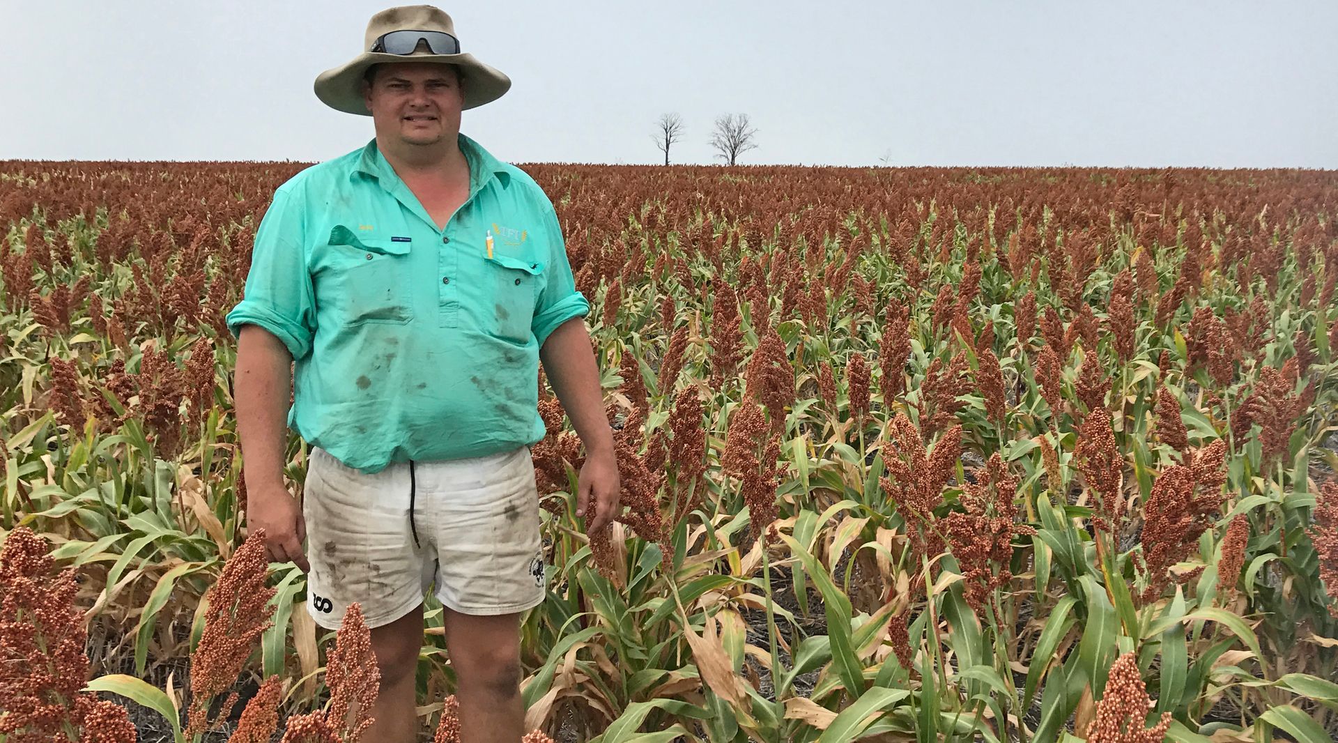 Farmer standing in a sorghum field with reddish plants, wearing a green shirt and hat under a cloudy sky