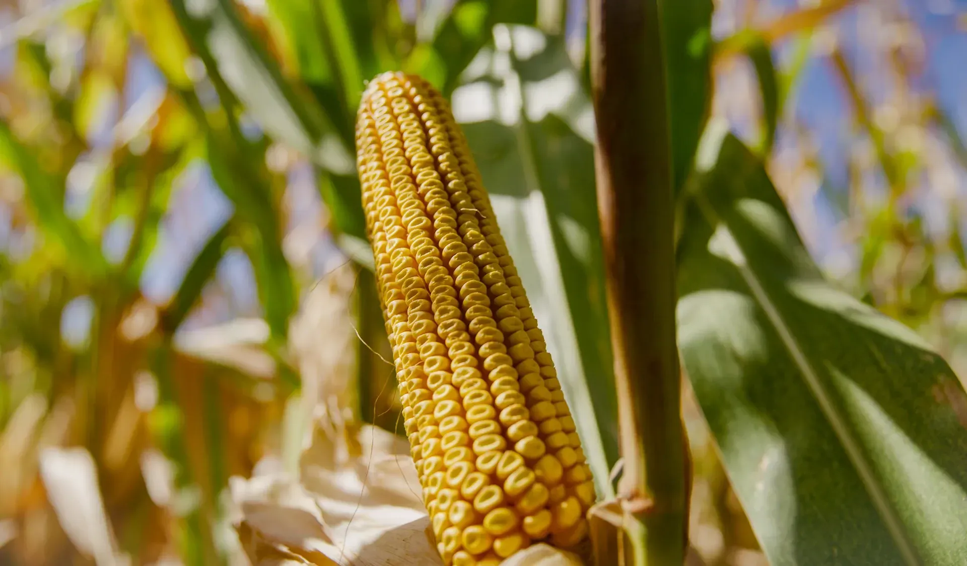 Close-up of ripe yellow corn on the cob growing in a sunlit field
