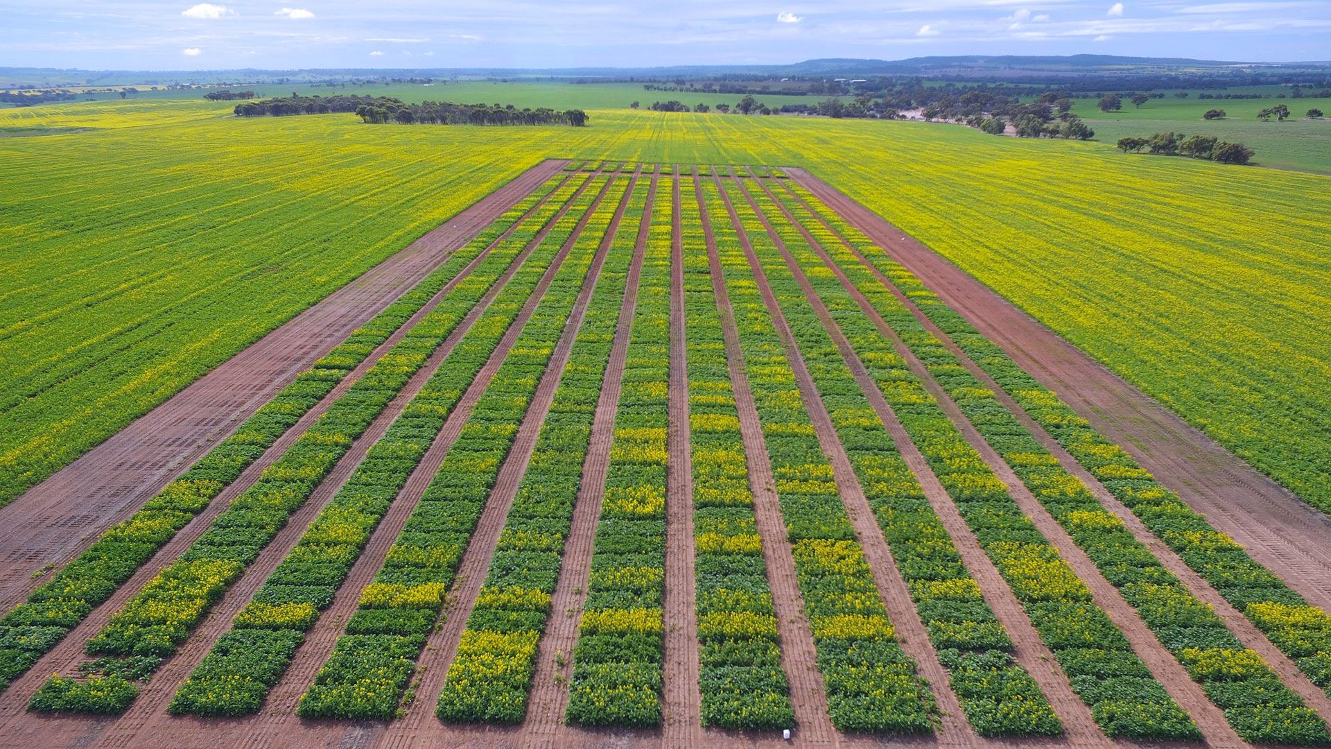 Rows of young green crops in a field stretching toward the horizon, bordered by yellow flowering plants and a cloudy sky