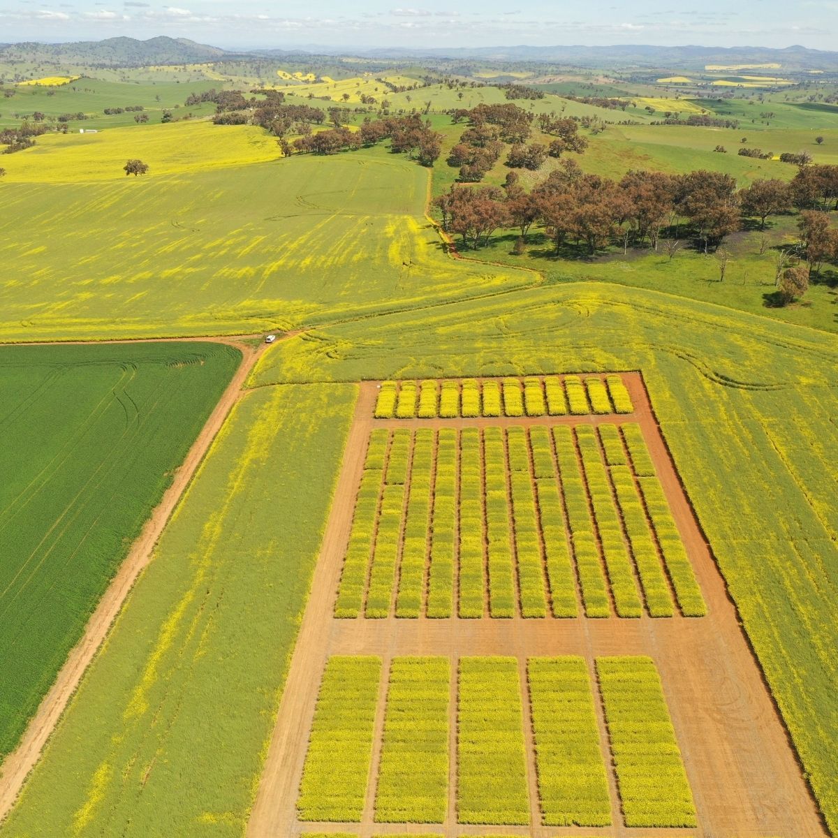 Aerial view of green farm fields with neatly arranged crop plots and yellow flowering sections.