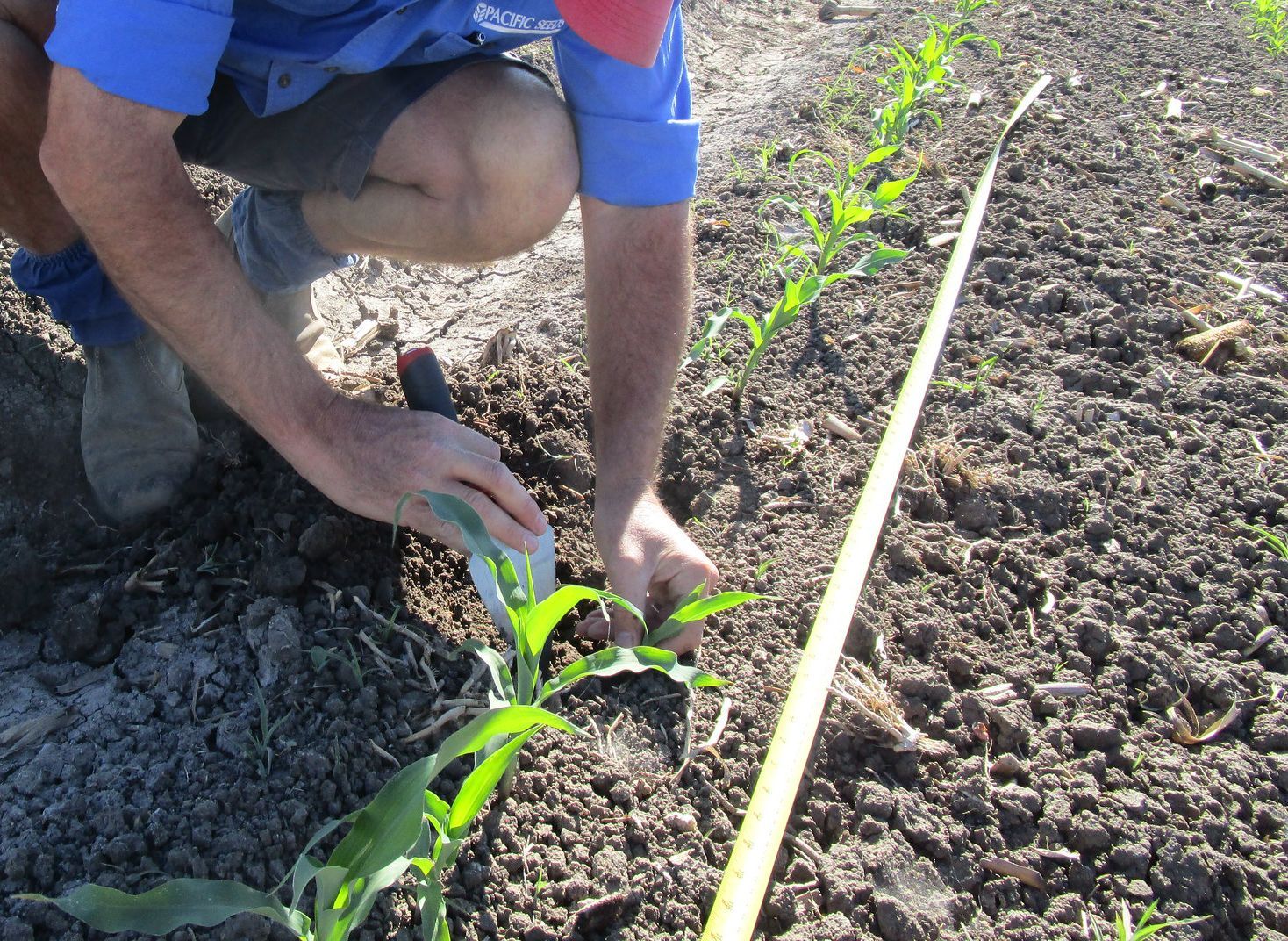 Person crouching in a dirt field, planting a green seedling beside a measuring tape