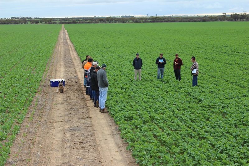 People standing beside a dirt path in a green crop field, with one person crouching near the ground.