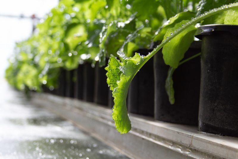 Rows of green seedlings in black pots growing on a wet greenhouse bench