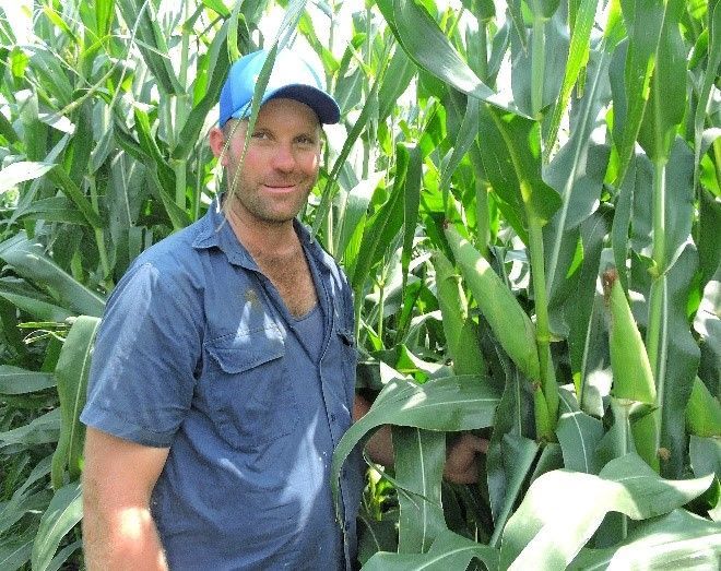 Man standing in a tall green cornfield, wearing a blue shirt and cap, holding a corn stalk.
