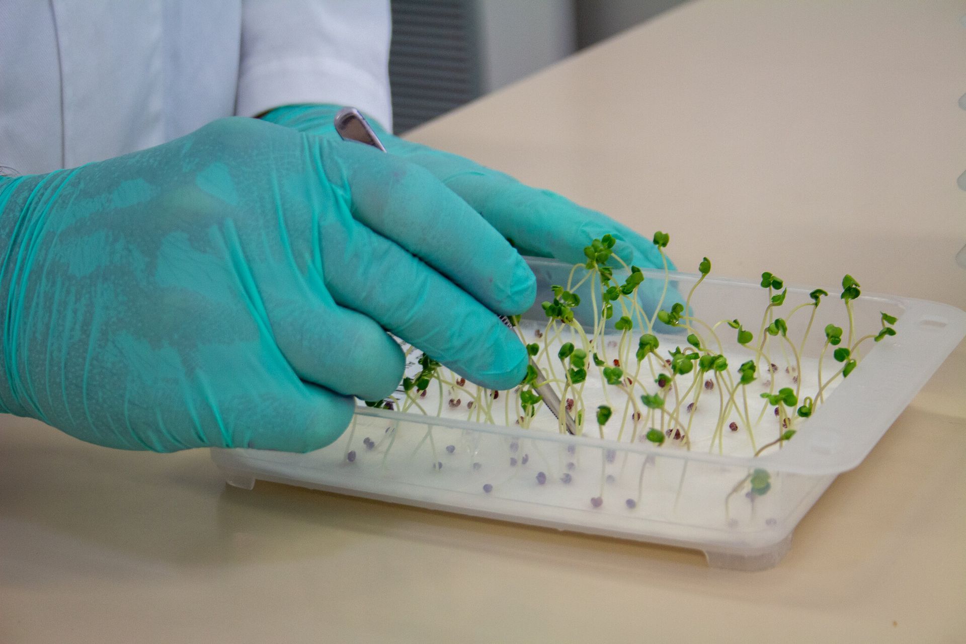 Gloved hands handling small green seedlings in a white tray on a lab bench