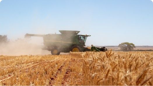 Combine harvesting wheat in a dusty golden field under a clear blue sky