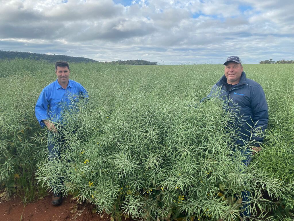 Two people standing in a green crop field under a cloudy sky