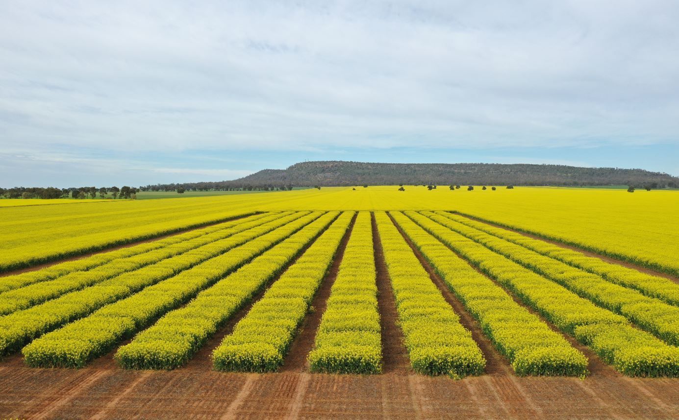 Rows of bright yellow flowering crops in a field beneath a blue sky, with a tree line in the distance