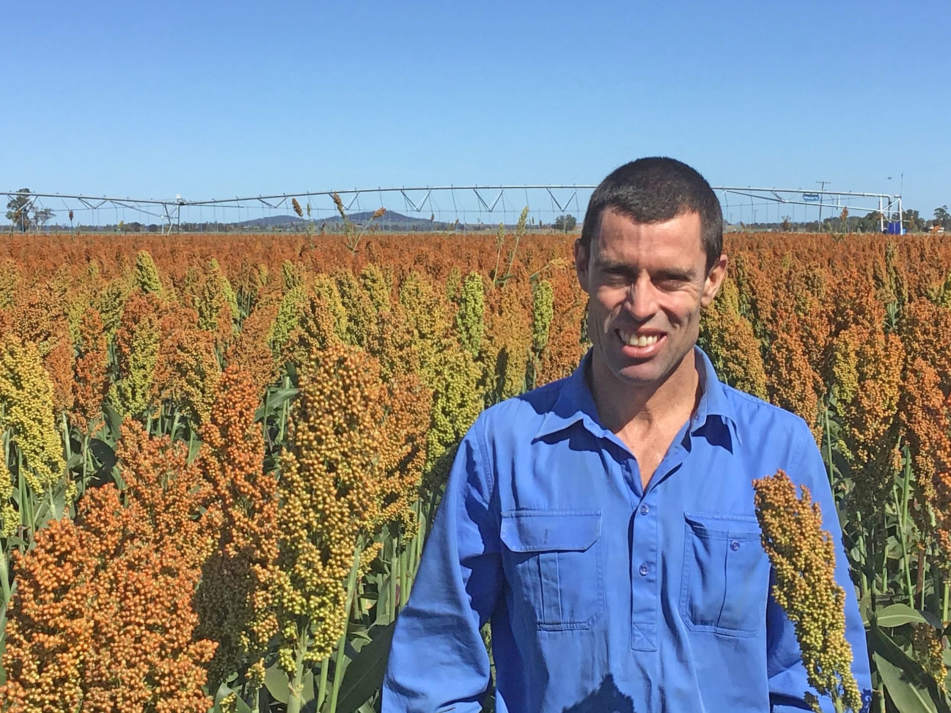Man in a blue shirt standing in a field of flowering crops under a clear sky.