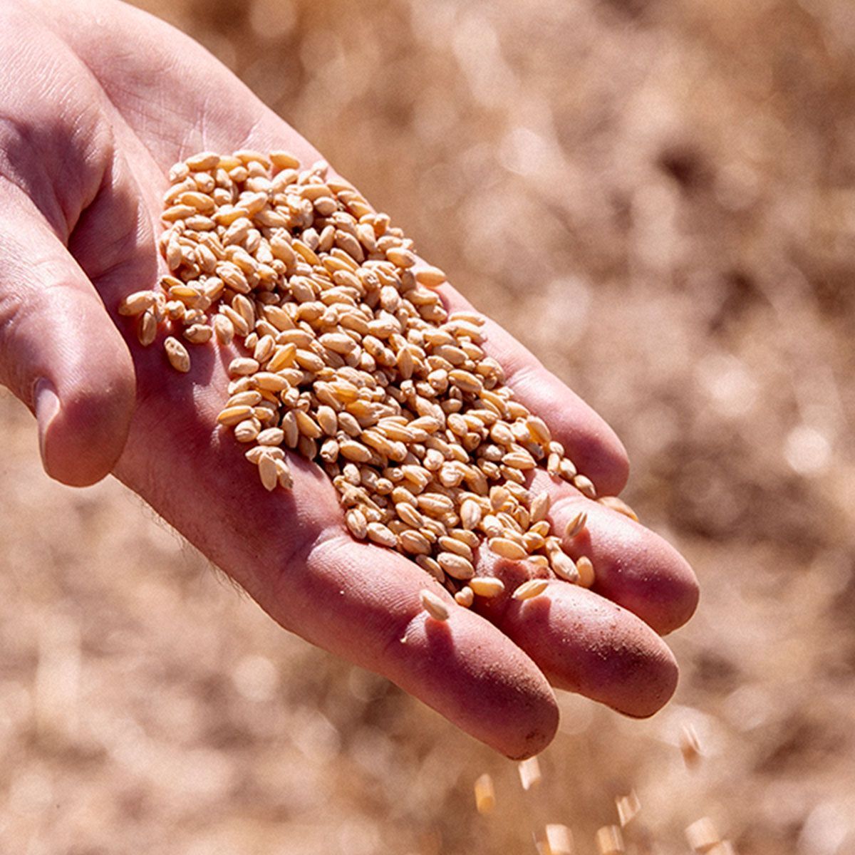 Hand holding a pile of golden wheat grains over a blurred wheat field