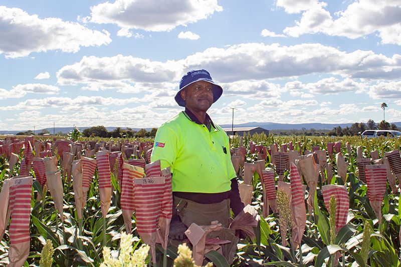 Person in a neon green shirt standing among rows of red plants under a cloudy sky