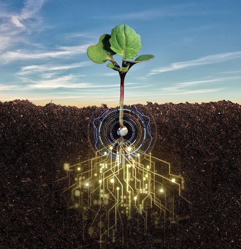 Seedling growing from soil with glowing digital circuit roots under a blue sky
