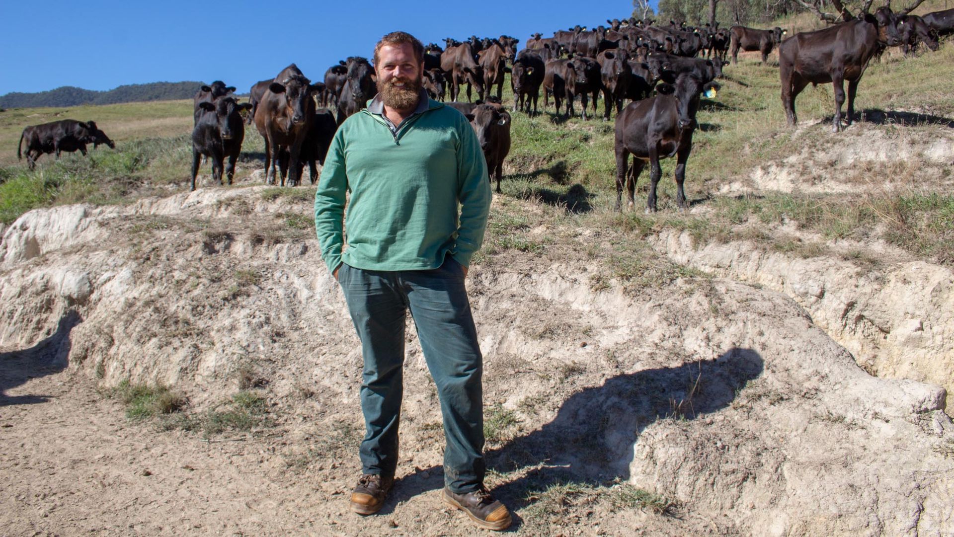 Man in teal shirt standing on rocky ground with a herd of dark cows behind him on a sunny hillside