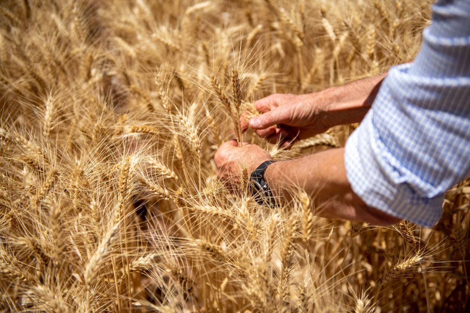 Hands harvesting golden wheat in a sunlit field