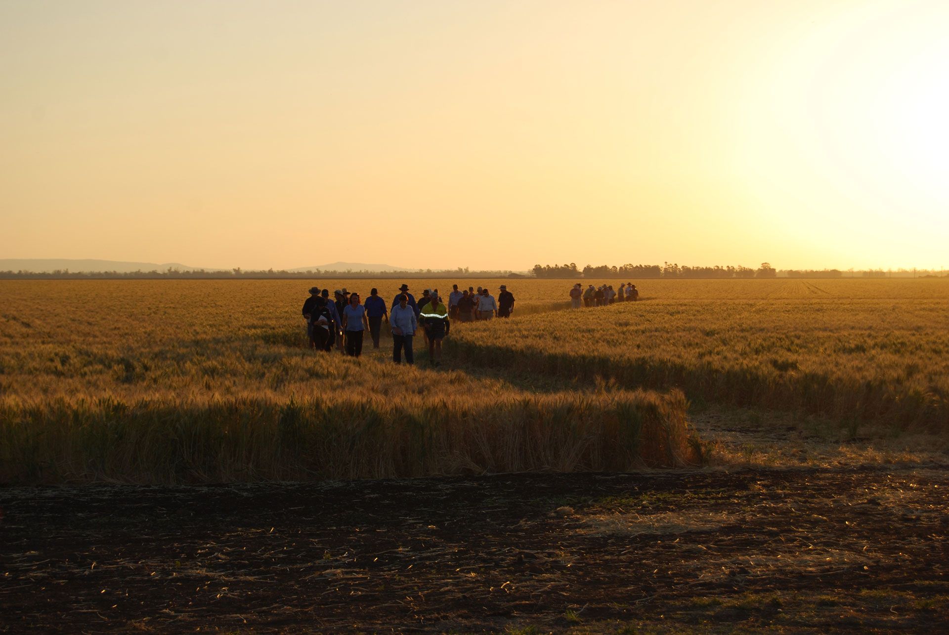 People walking across a golden field at sunset, with warm orange sky and long shadows.