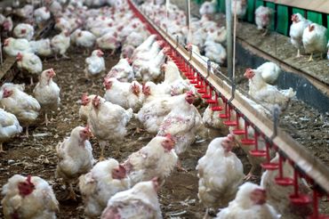 White chickens crowded in a poultry barn feeding from a long red trough