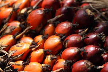 Pile of glossy red and orange oil palm fruits with stems attached
