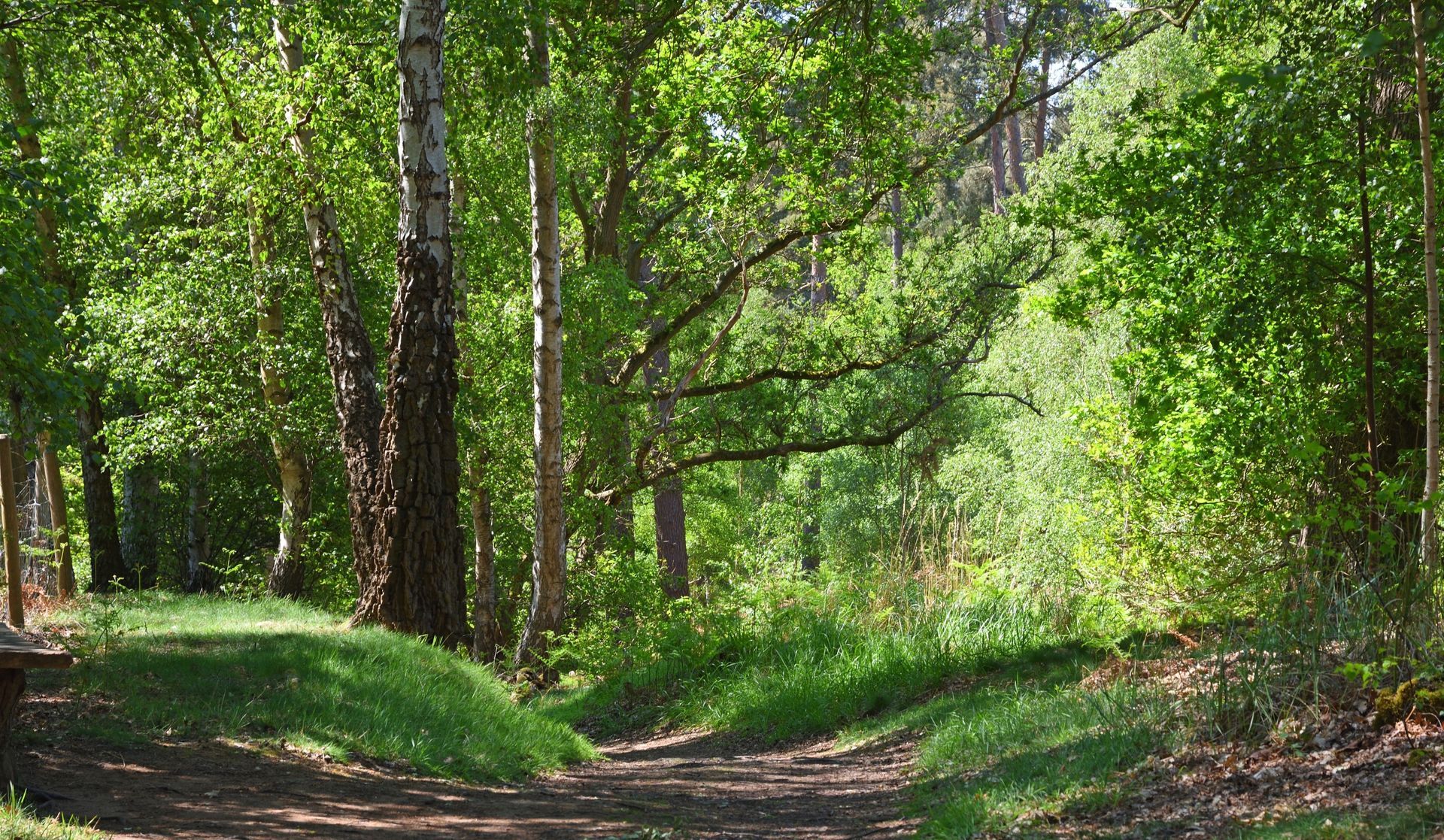 Path through a sunlit forest, lined with green grass and trees; brown and green foliage.