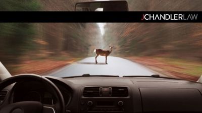 Deer standing in a car’s path on a forest road, seen from inside the vehicle.