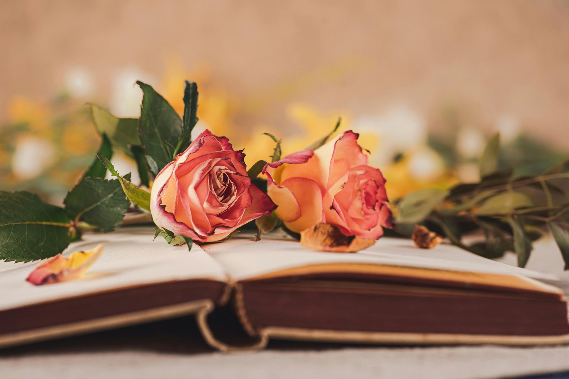 Open book with two pink roses on top, set against a soft blurred background