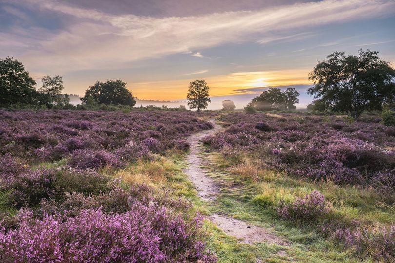 Heather-covered field with a dirt path leading toward a sunset sky and distant trees
