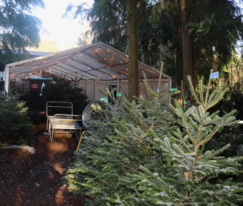 A clear tent is in the middle of a forest