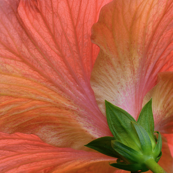 mike carmichael photograph of flower