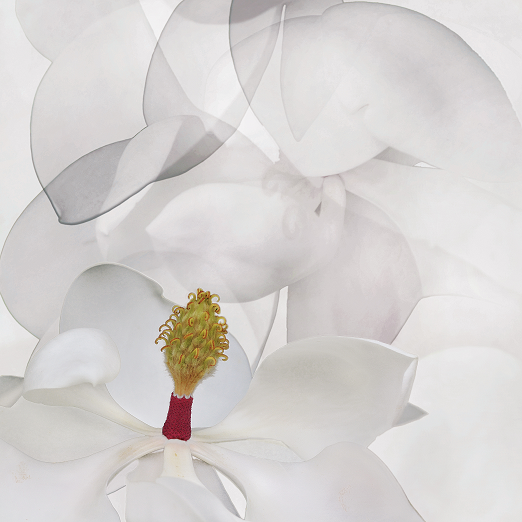 mike carmichael photograph of magnolia bloom
