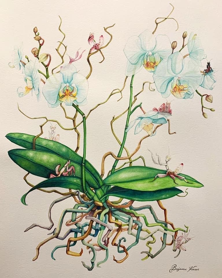 ben kaiser watercolor flowers